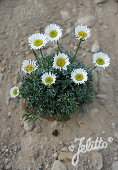 Turan veľkolistý ERIGERON compositus cca.20 semien